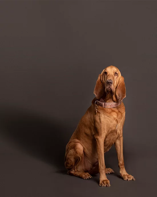 Bloodhound dog on gray background, wearing collar, looking sideways – Professional photo retouching services.