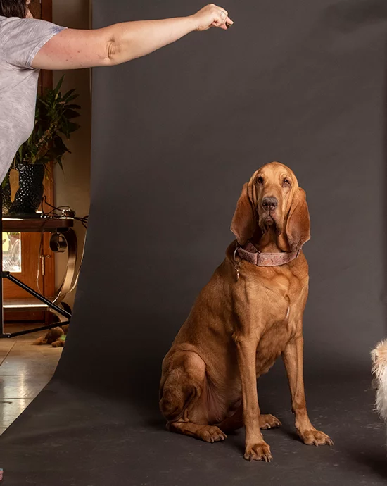 Bloodhound sitting in photo studio with person pointing – Professional photo retouching services.