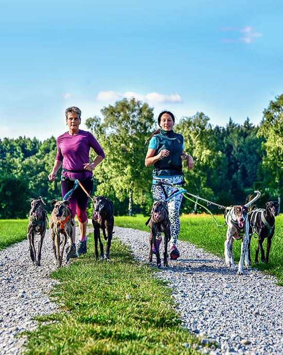 Two women jogging and walking greyhounds on sunny gravel path in park.